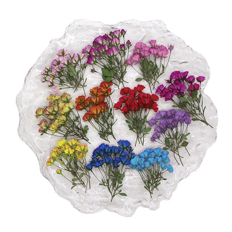 Body Jewelry Display Case - 36X Pressed Dried Multi-heads Dyed Rose