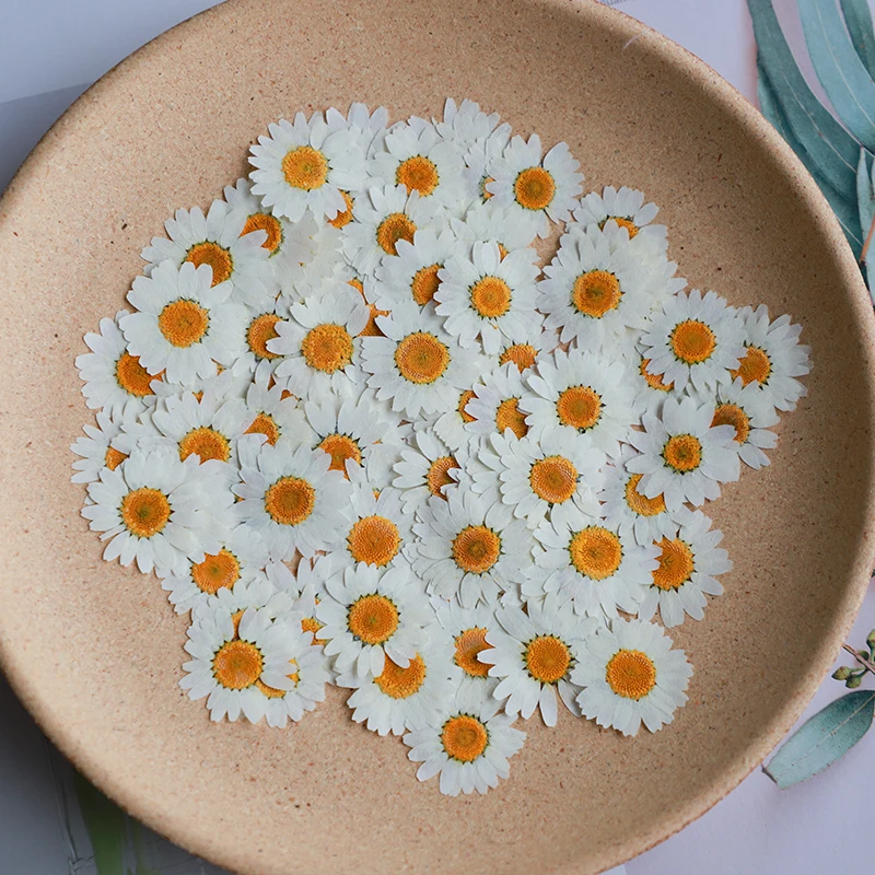 60X Pressed Dried Natural Whit - Body Jewelry Display Case ulasan dan harga