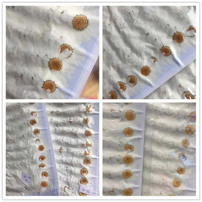 60X Pressed Dried Natural Whit - Body Jewelry Display Case ulasan dan harga