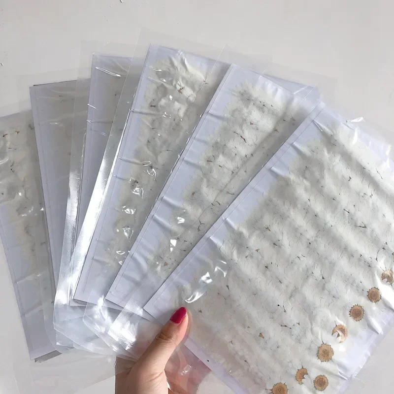 60X Pressed Dried Natural Whit - Body Jewelry Display Case ulasan dan harga