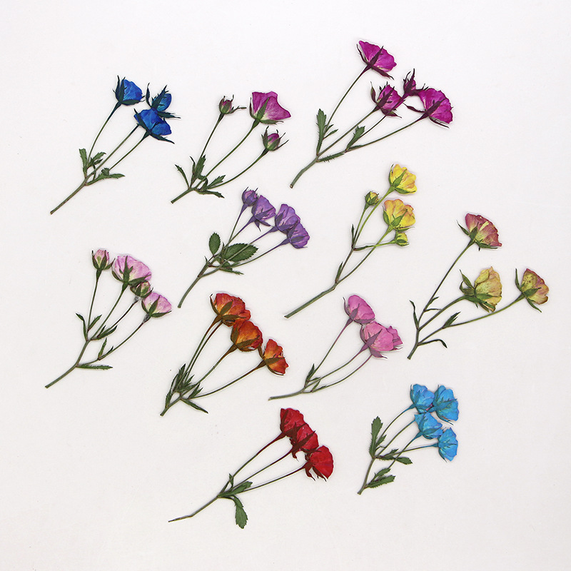 36X Pressed Dried Multi-heads  - Body Jewelry Display Case ulasan dan harga