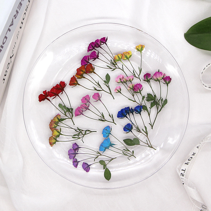 36X Pressed Dried Multi-heads  - Body Jewelry Display Case ulasan dan harga