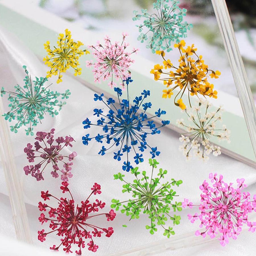 60pcs Pressed Dried 15-20mm Am - Body Jewelry Display Case ulasan dan harga