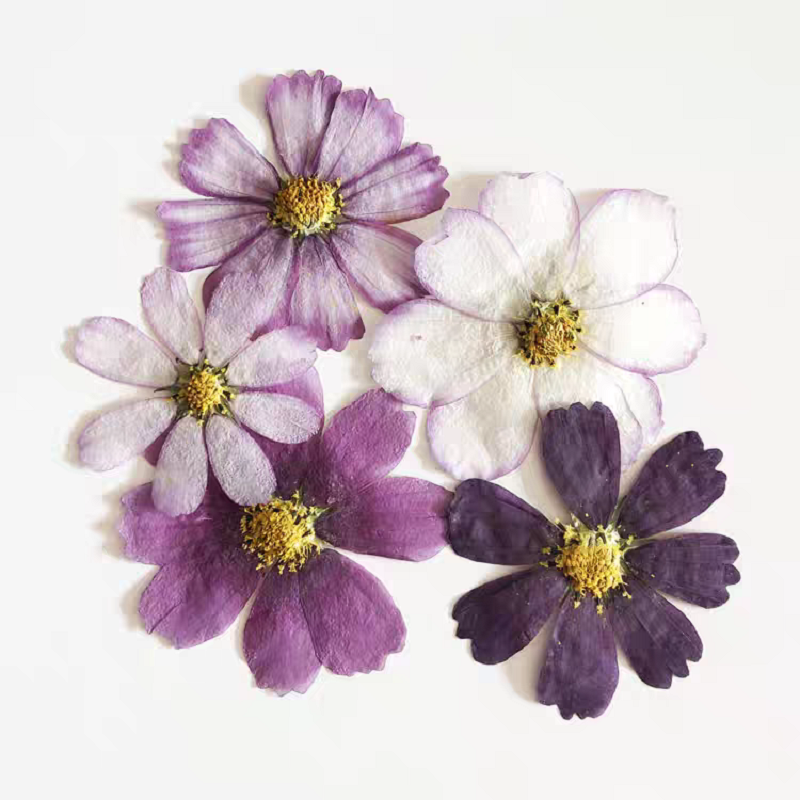 60pcs Pressed Dried Cosmos Flo - Body Jewelry Display Case ulasan dan harga