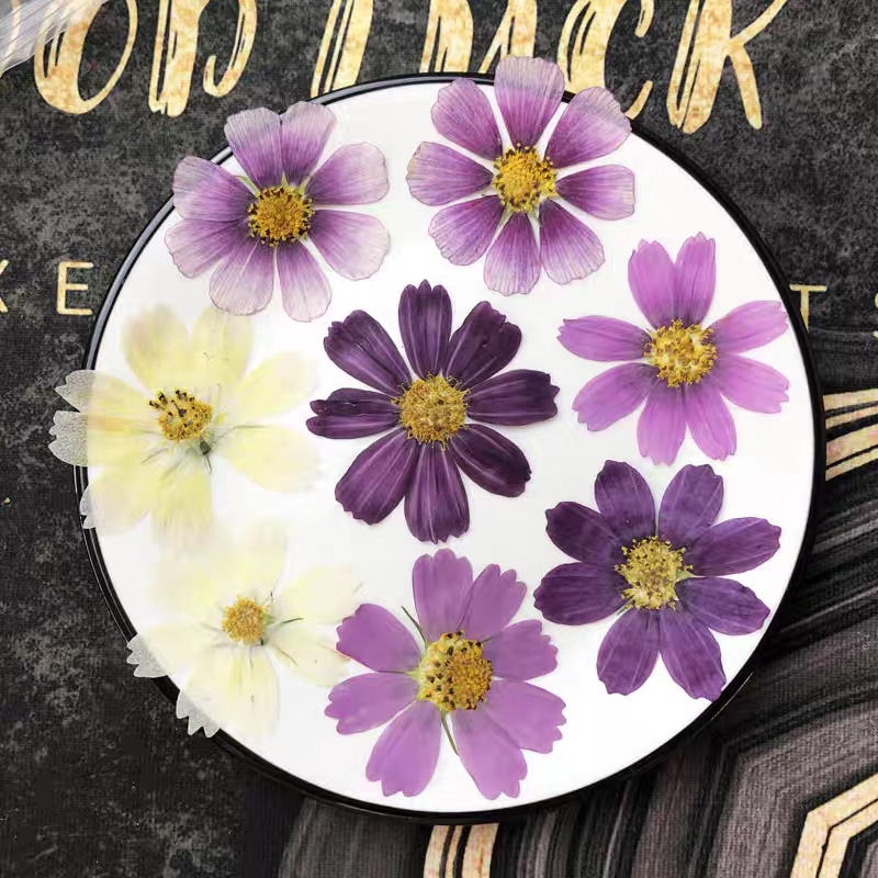 60pcs Pressed Dried Cosmos Flo - Body Jewelry Display Case ulasan dan harga