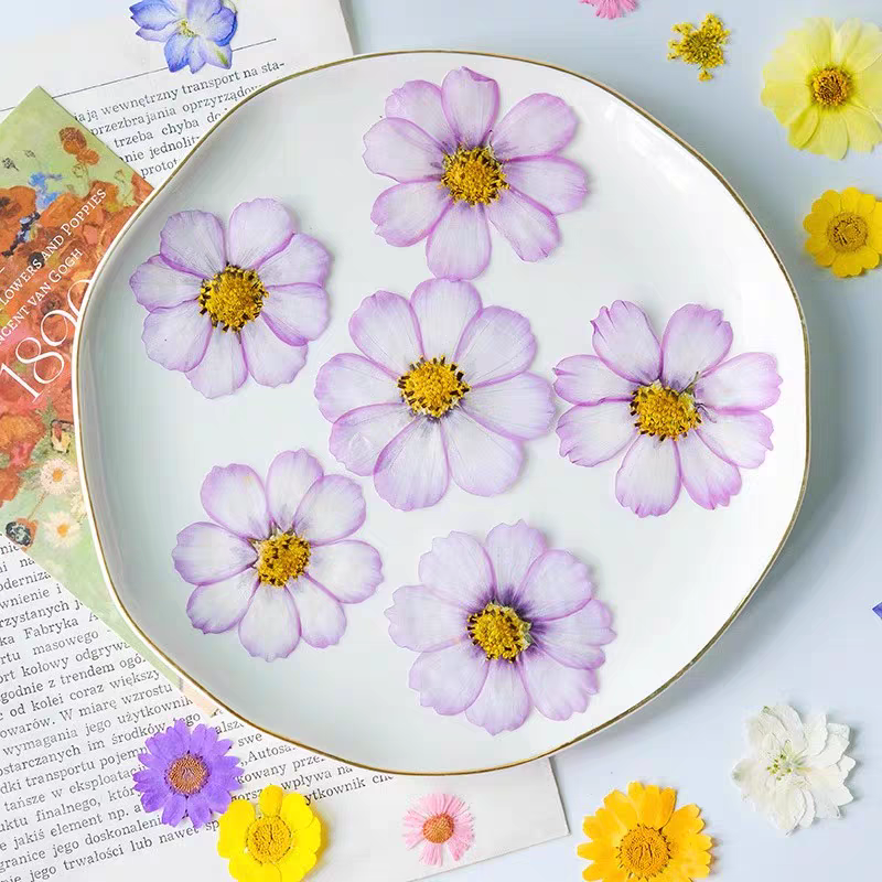 60pcs Pressed Dried Cosmos Flo - Body Jewelry Display Case ulasan dan harga