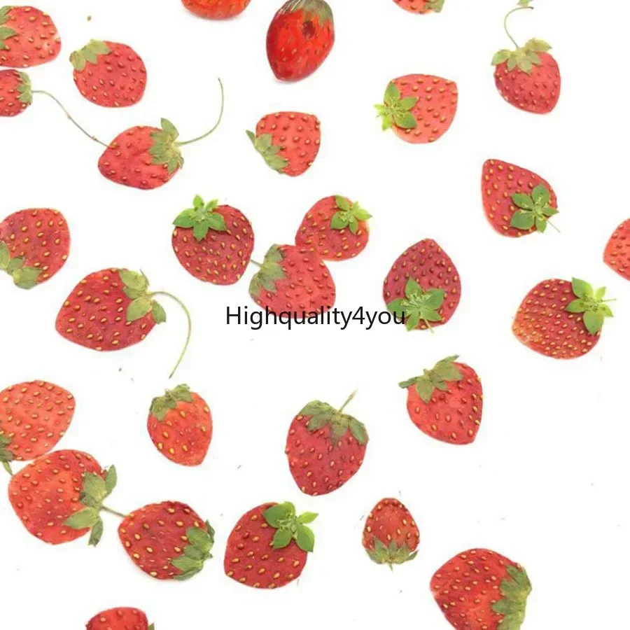 10pcs Dried Pressed Mini Fruit - Body Jewelry Display Case ulasan dan harga