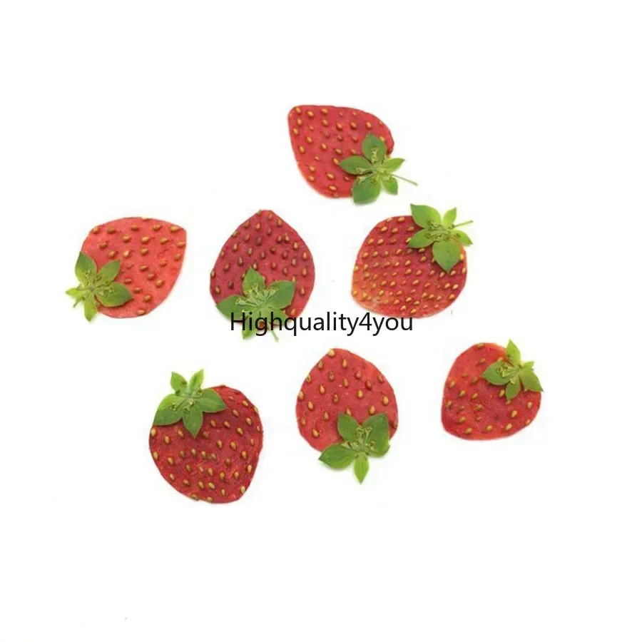 10pcs Dried Pressed Mini Fruit - Body Jewelry Display Case ulasan dan harga