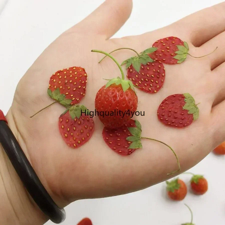 10pcs Dried Pressed Mini Fruit - Body Jewelry Display Case ulasan dan harga